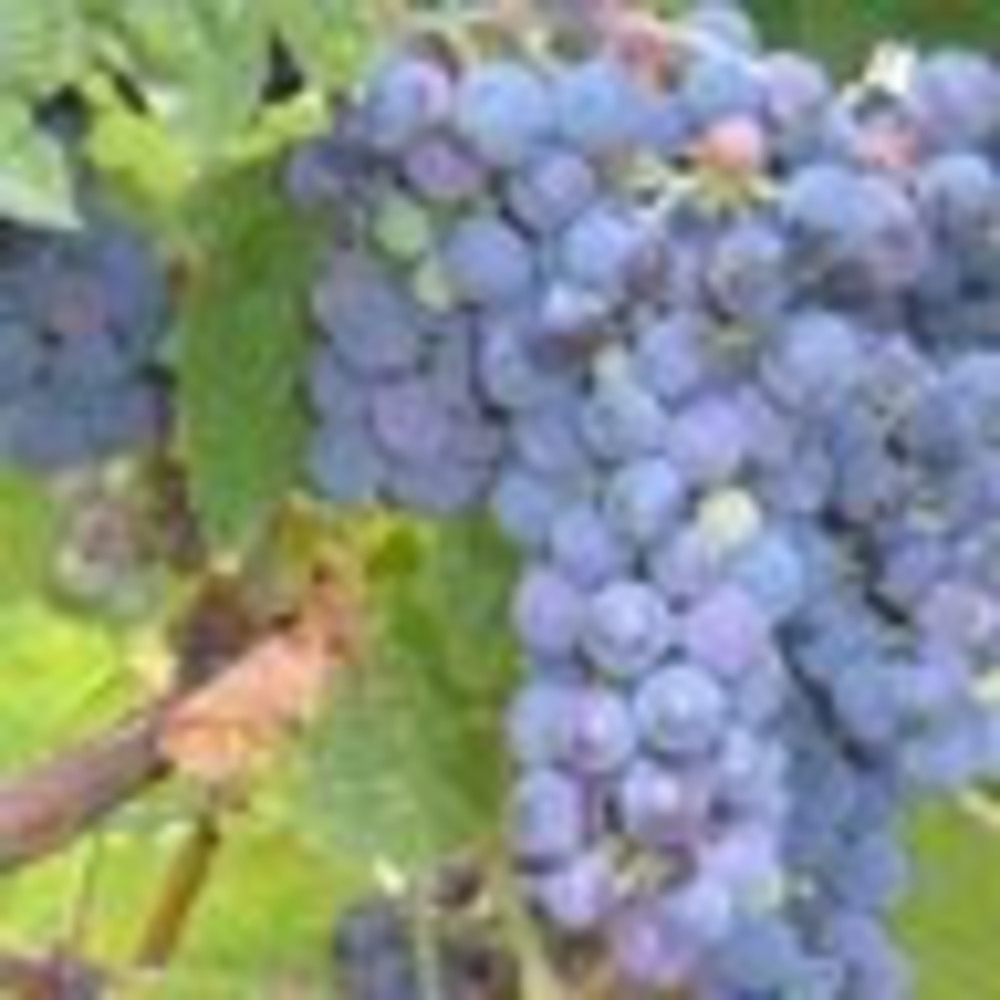 Meet your Posher, Lorrie